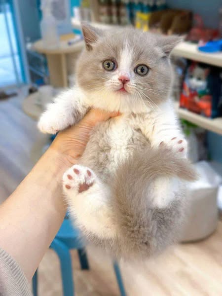 Munchkin