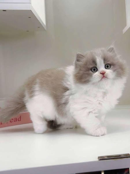 British Longhair