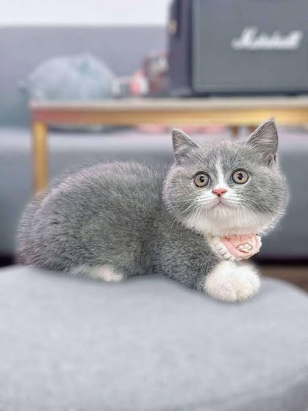 Munchkin