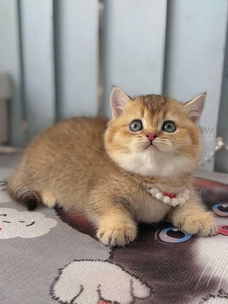 Munchkin