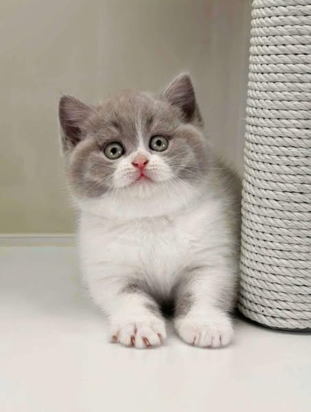 British Shorthair