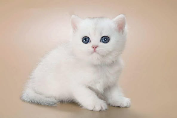 British Longhair