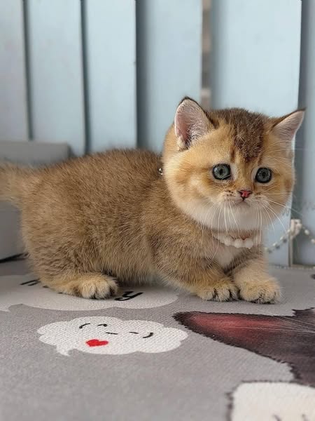 Munchkin
