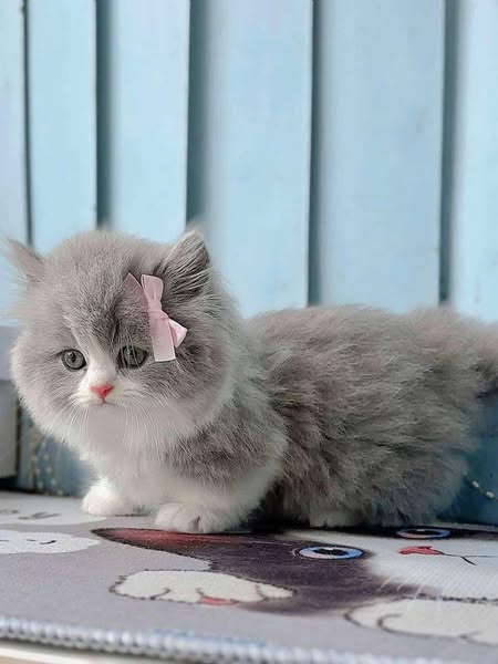 Munchkin Longhair