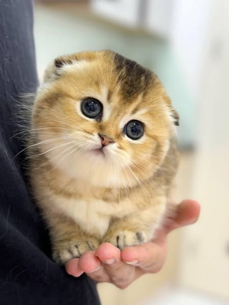 Munchkin Fold