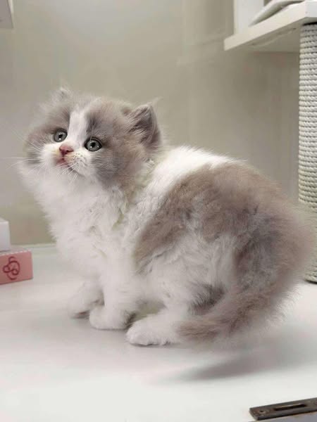 British Longhair