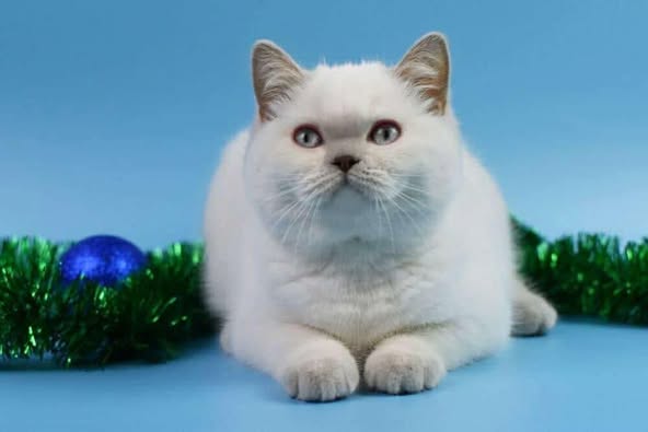 British Shorthair