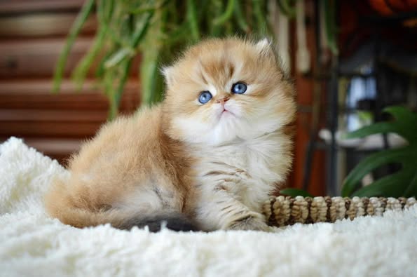 British Longhair