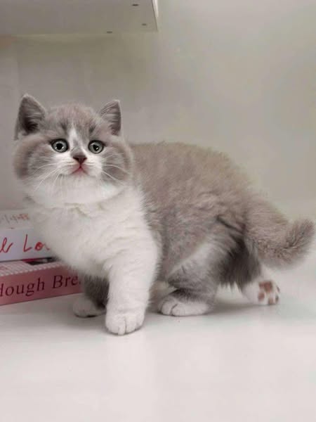 British Shorthair