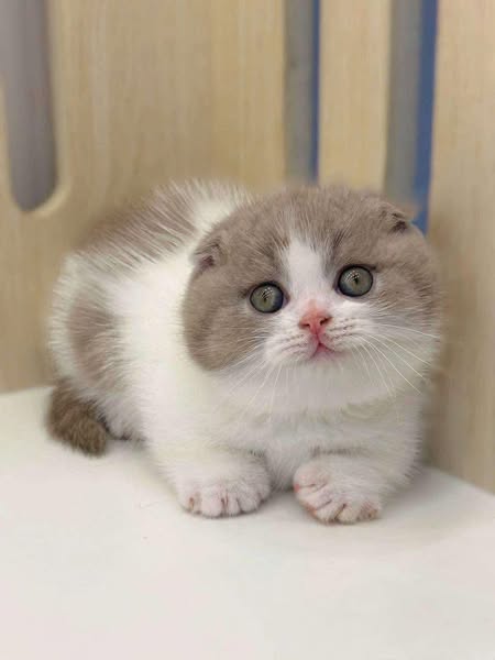 Munchkin Fold