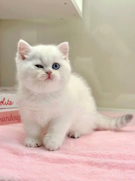 British Shorthair