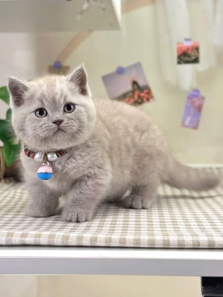 Munchkin
