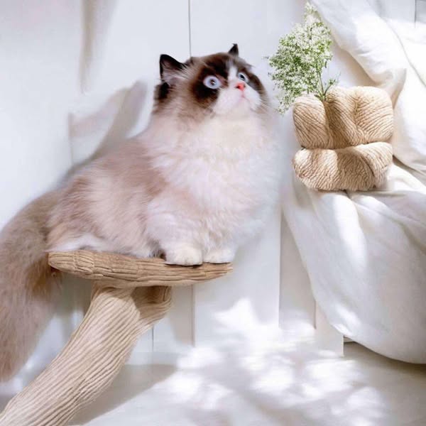 Ragdoll