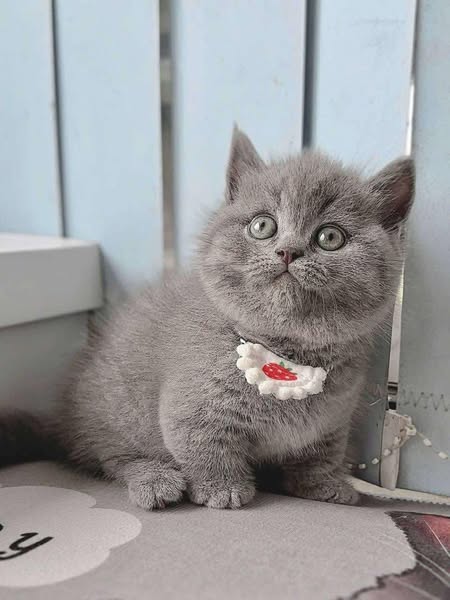 Munchkin