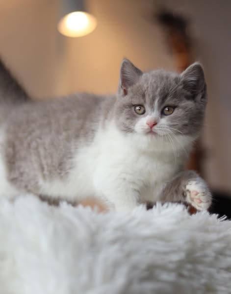 British Shorthair