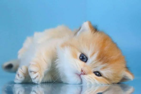 British Longhair