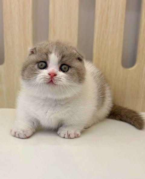 Munchkin Fold