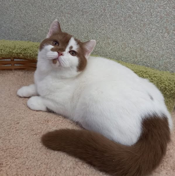 British Shorthair