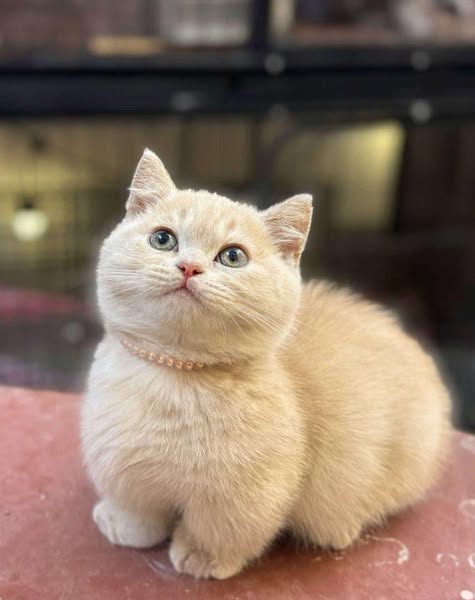 Munchkin