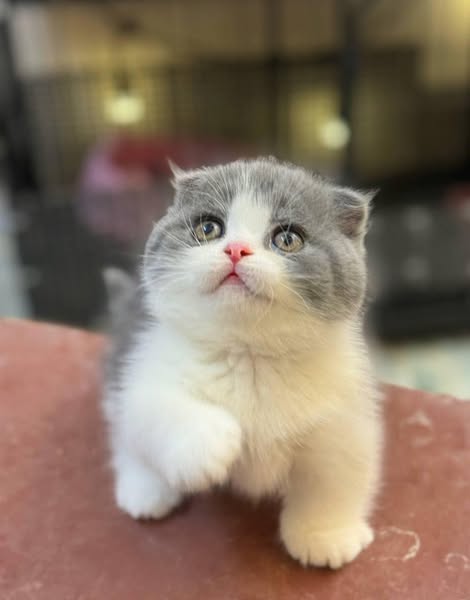 Munchkin Fold