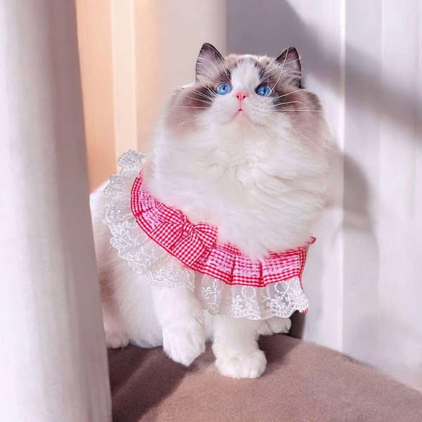 Ragdoll