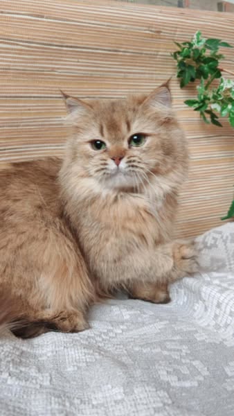 British Longhair