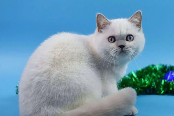 British Shorthair