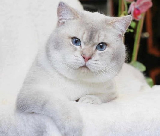 British Shorthair