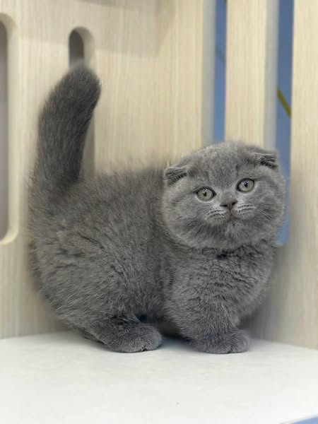 Munchkin Fold