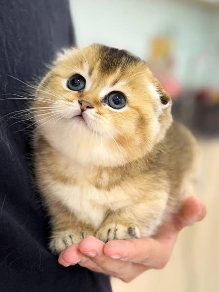 Munchkin Fold