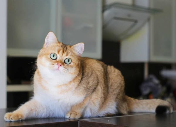 British Shorthair