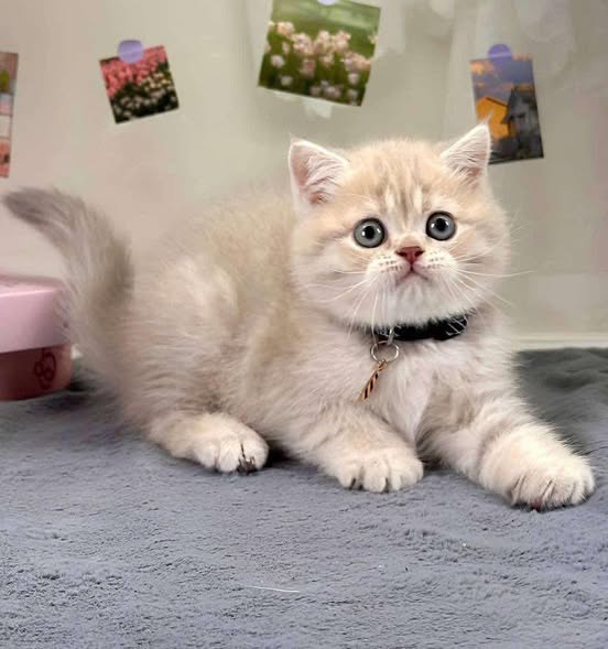 British Shorthair