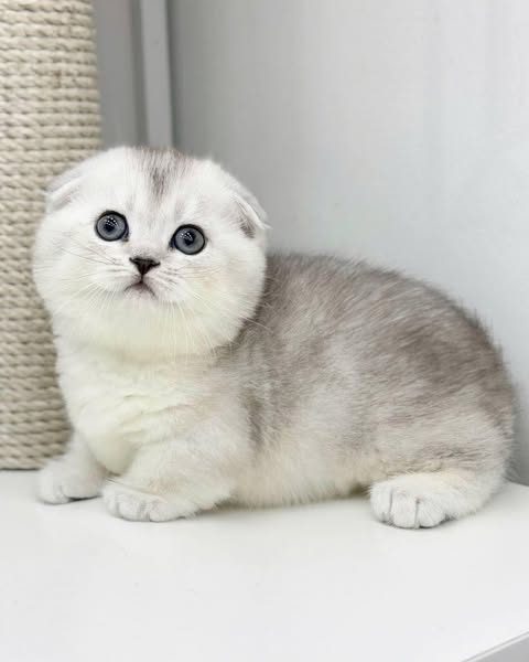 Munchkin Fold