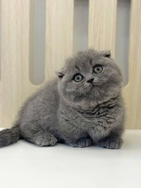 Munchkin Fold