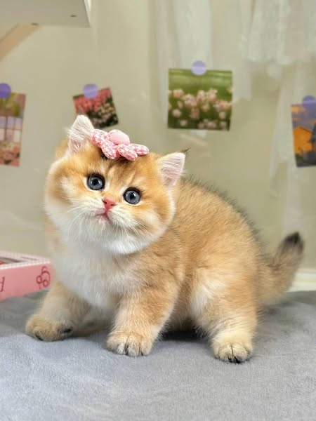 British Shorthair