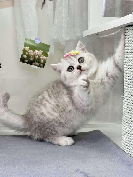 British Shorthair