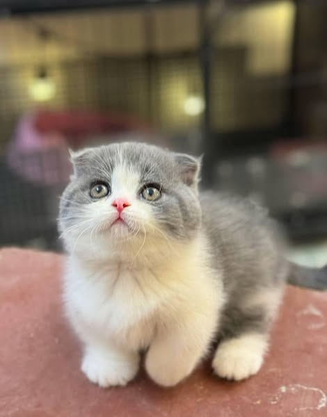 Munchkin Fold