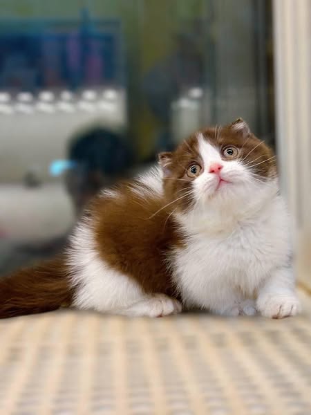 Munchkin Fold