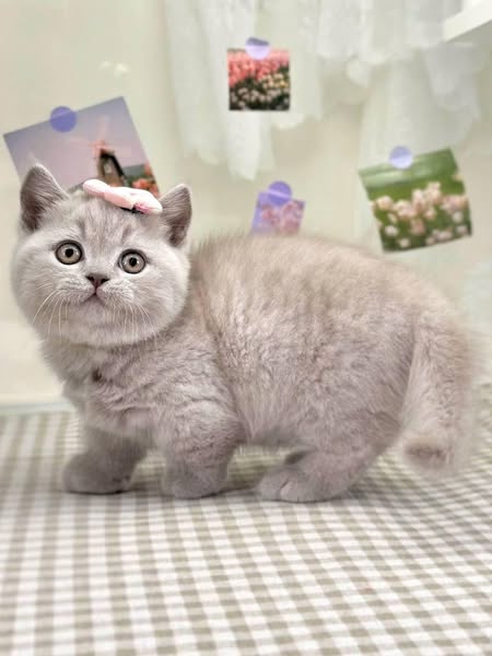 Munchkin