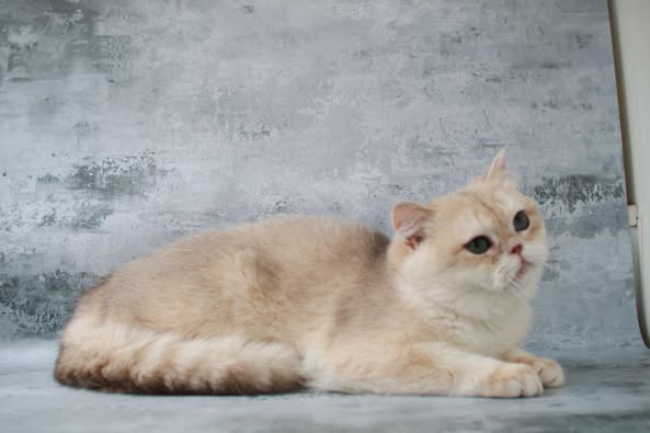British Shorthair