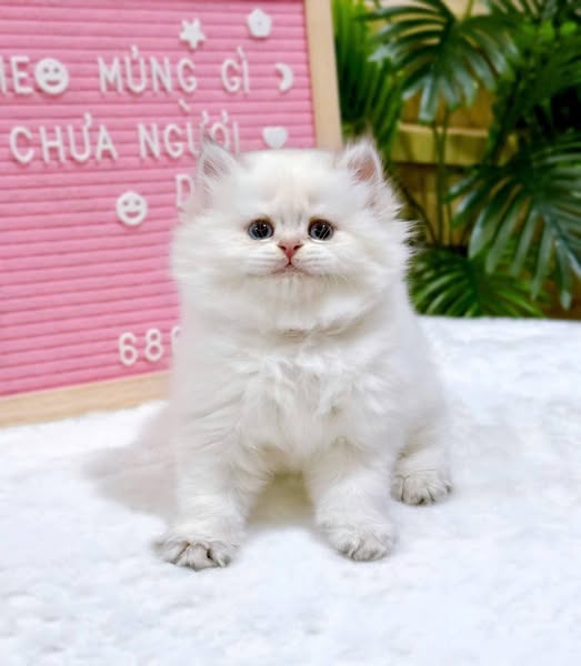 British Shorthair