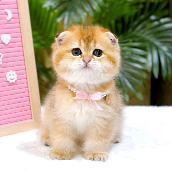 Scottish Fold