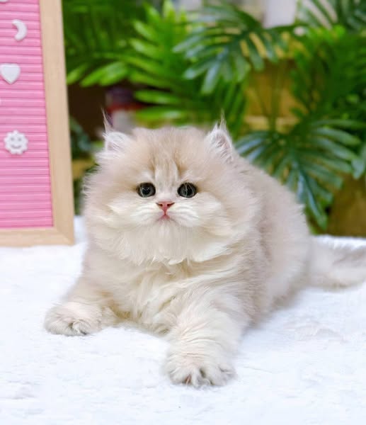 British Shorthair