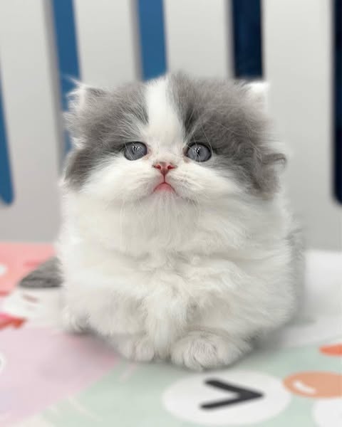 Munchkin Longhair