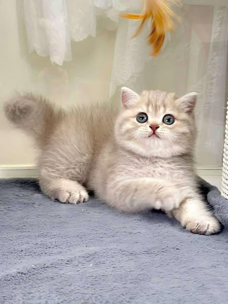 British Shorthair