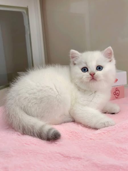 British Shorthair