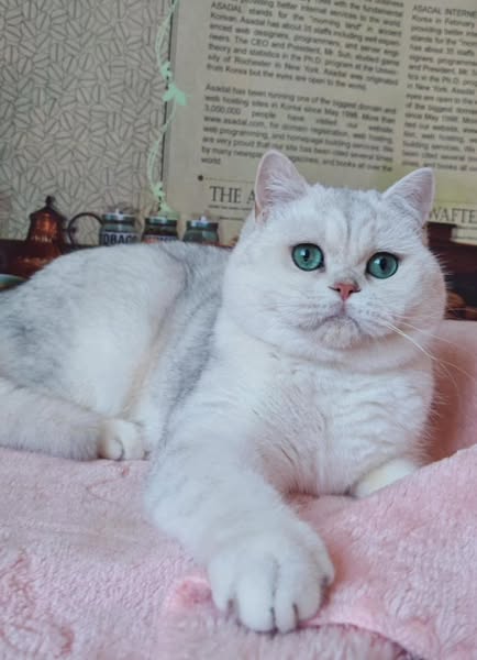 British Shorthair