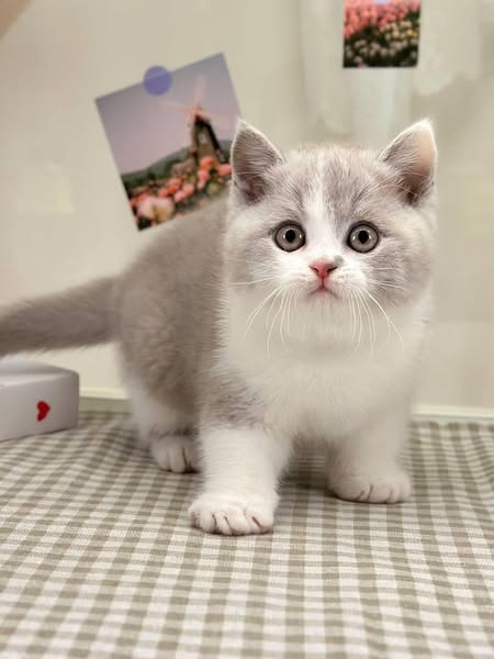 British Shorthair