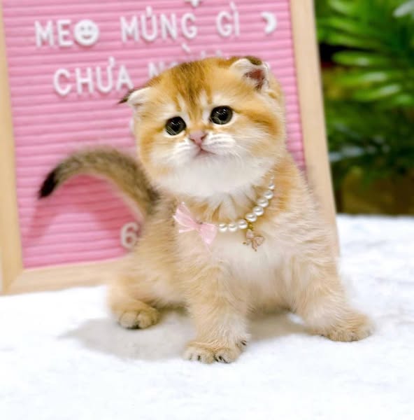 Scottish Fold
