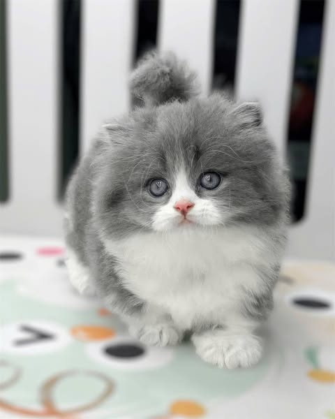Munchkin Longhair